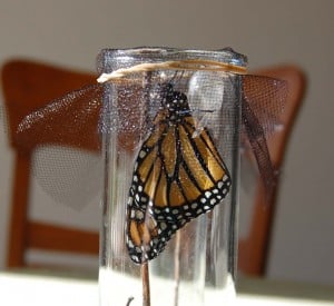 1st Butterfly