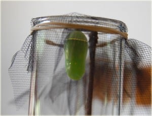 Fatty Chrysalis