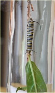 Raise and Release your Own Monarch Butterflies!
