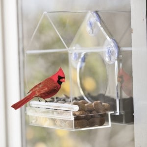 nature-bird-feeder