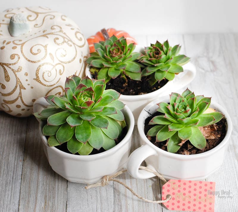 Succulent Tea Cups | Frugal Gift Idea