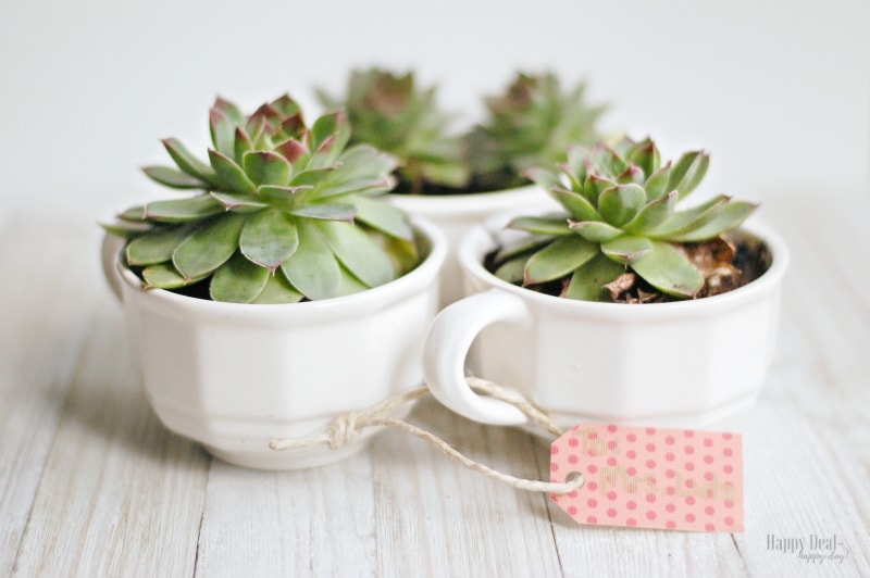 Succulent Tea Cups | Frugal Gift Idea