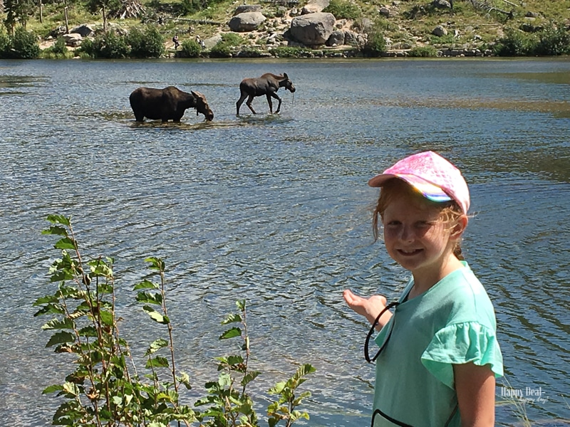 Rocky Mountain National Park Sprague Lake Moose - mama and baby