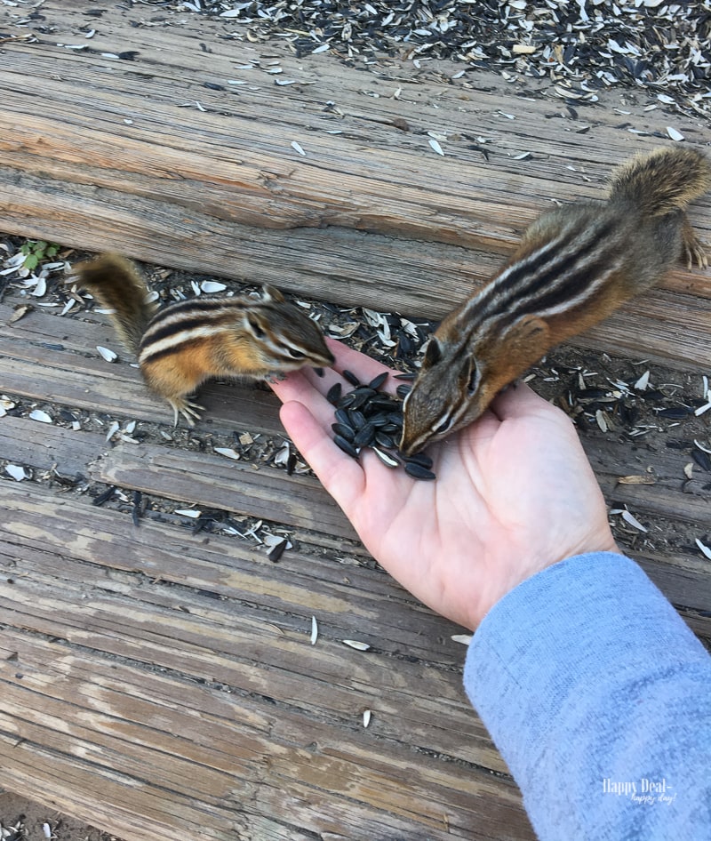 chipmonks at St. Elmo Colorado