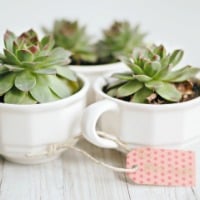 Easy Homemade Gift Ideas - succulents in a tea cup