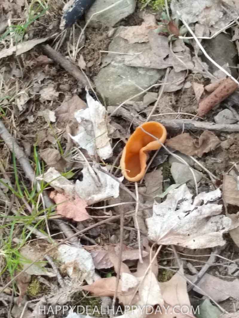nature scavenger hunt mushroom in the woods