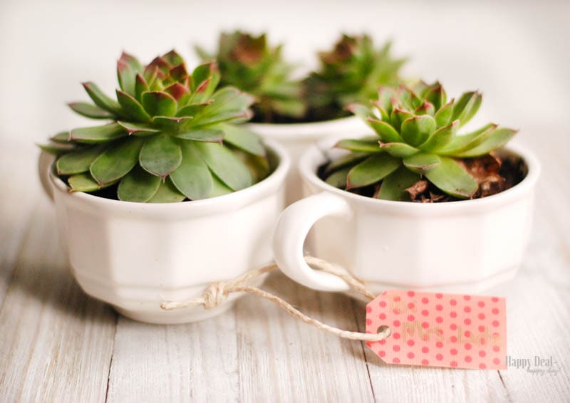 DIY Christmas Gift Succulents in Teacups