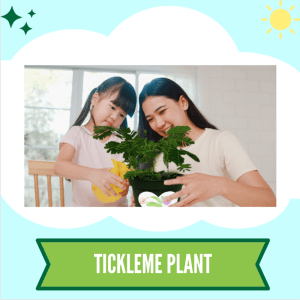 Tickleme Plant 300x300